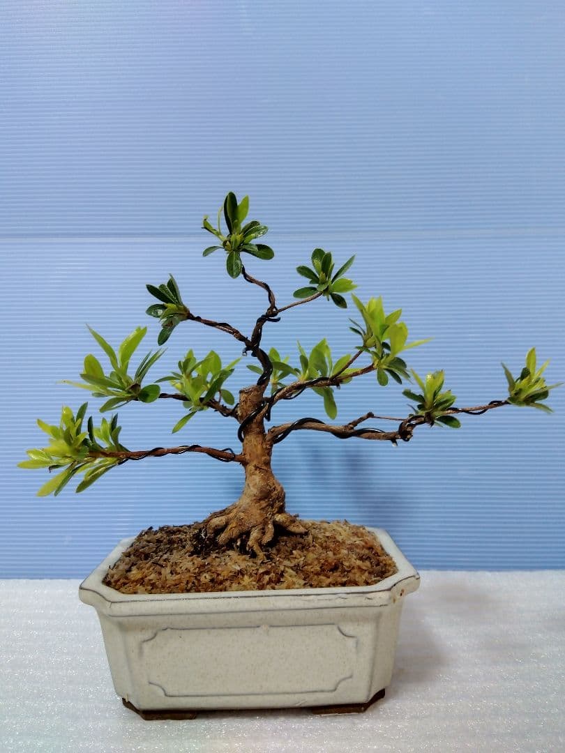 皐月盆栽 (明美の月)　さつき盆栽　サツキ盆栽