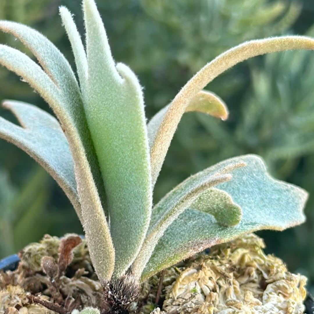 P. willinckii ’Jenny’ TC 229